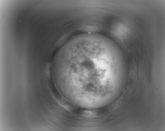 X0000068850167200605121418