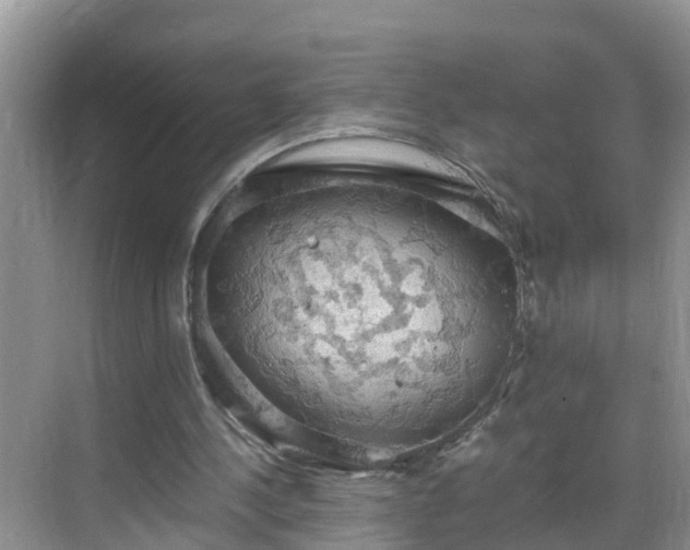 X0000068850244200605121416