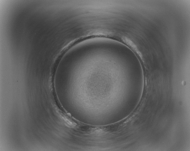 X0000068850249200605121416