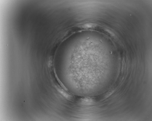 X0000068850284200605121417