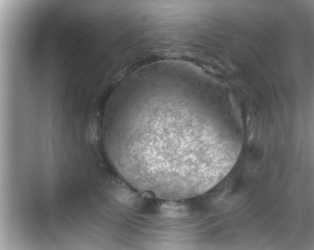 X0000068850515200605121413