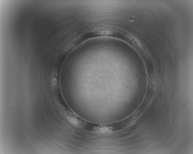 X0000068850553200605121412