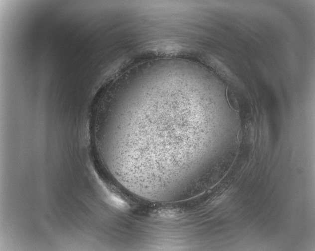 X0000068850638200605121410