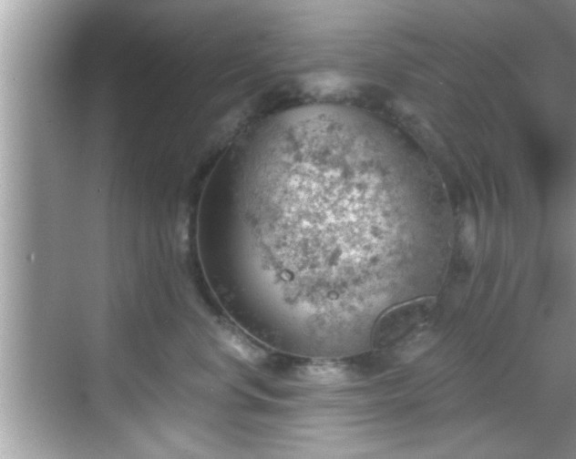 X0000068850668200605121411