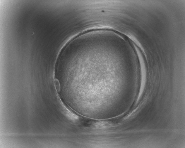 X0000068850797200605121408