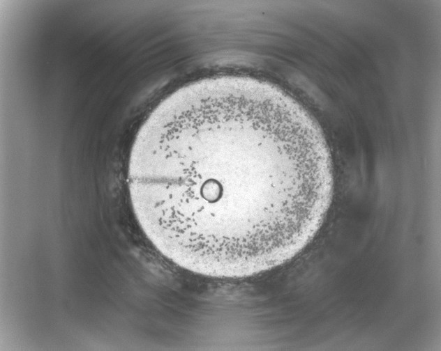 X0000068850824200605121407