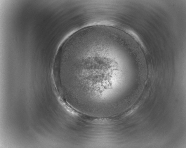 X0000068850952200605121406