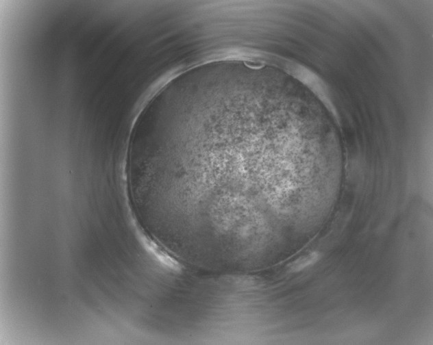 X0000068850954200605121406