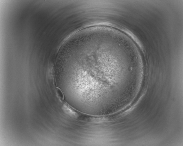 X0000068851001200605121404