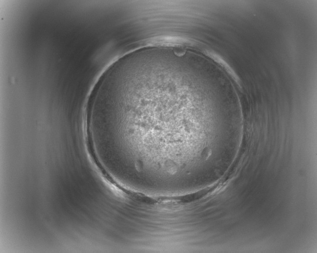 X0000068851083200605121403