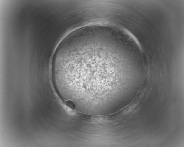 X0000068851099200605121403