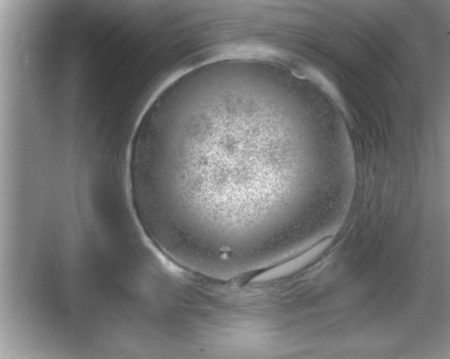 X0000068851103200605121403