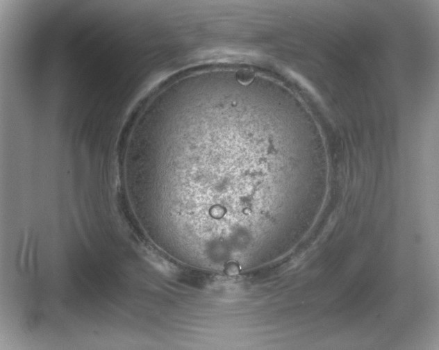 X0000068851267200605121400