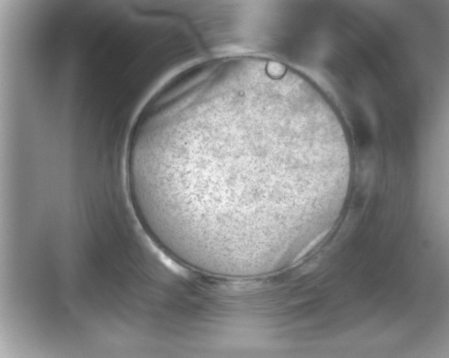 X0000068851294200605121359