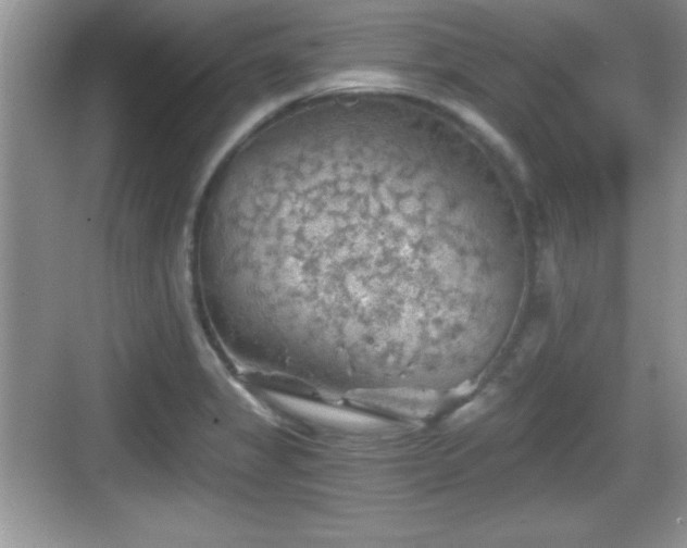 X0000068851325200605121359