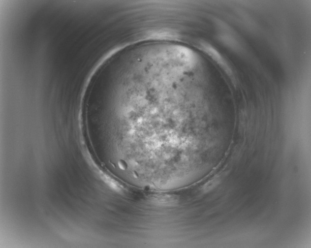 X0000068851331200605121359