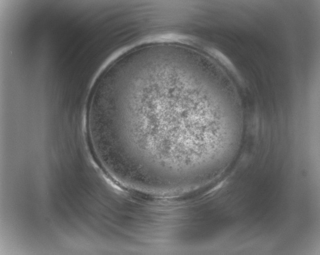 X0000068851420200605121357