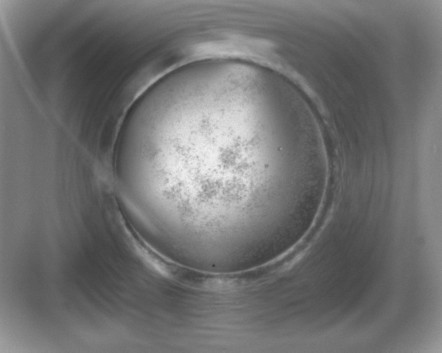 X0000068851521200605121356