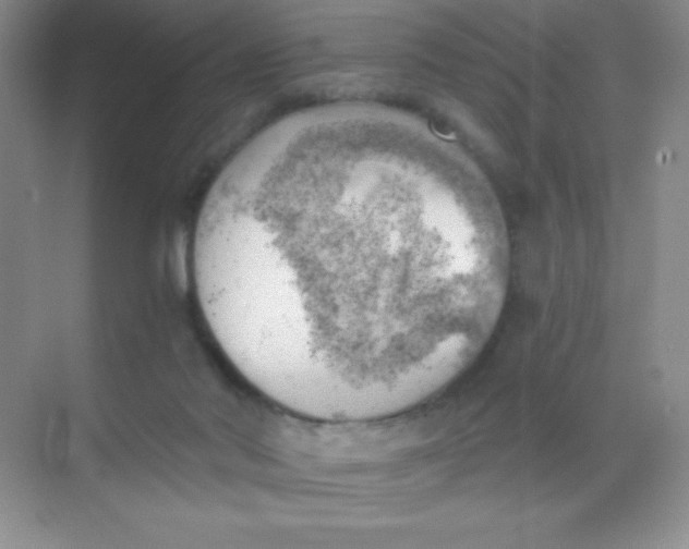 X0000068850022200605192003