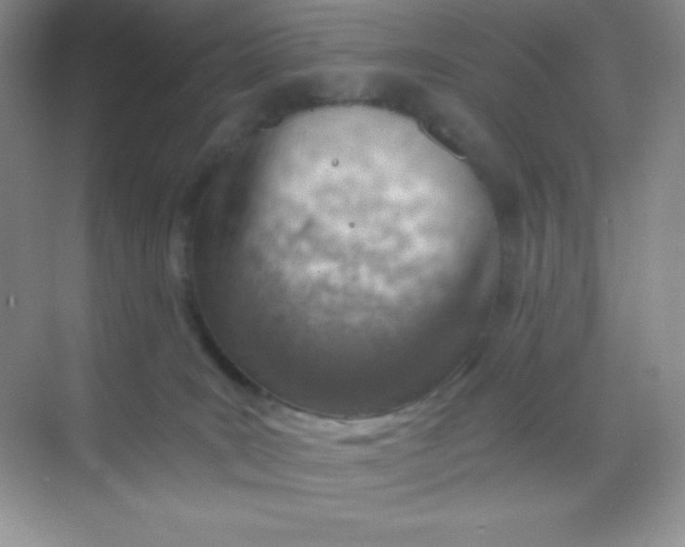 X0000068850035200605192003