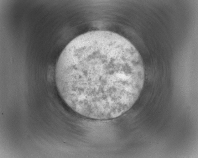 X0000068850036200605192003