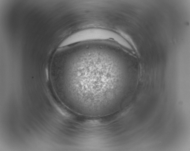 X0000068850061200605192002