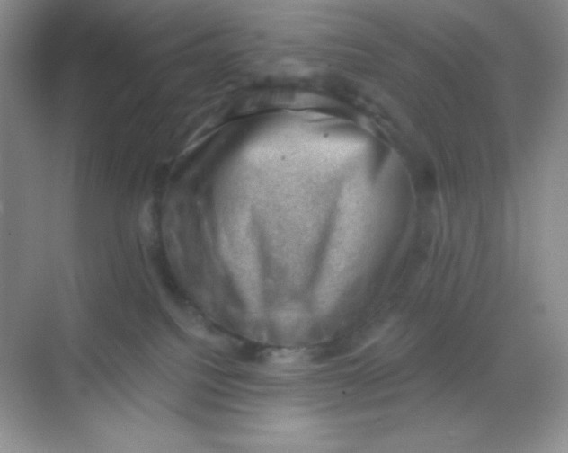 X0000068850088200605192002