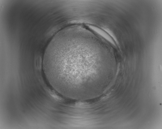 X0000068850109200605192001