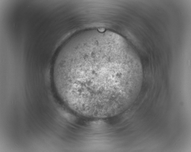 X0000068850112200605192001