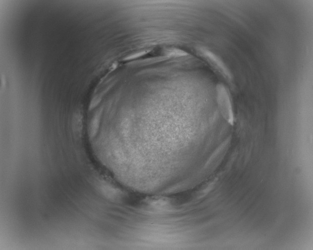 X0000068850113200605192001