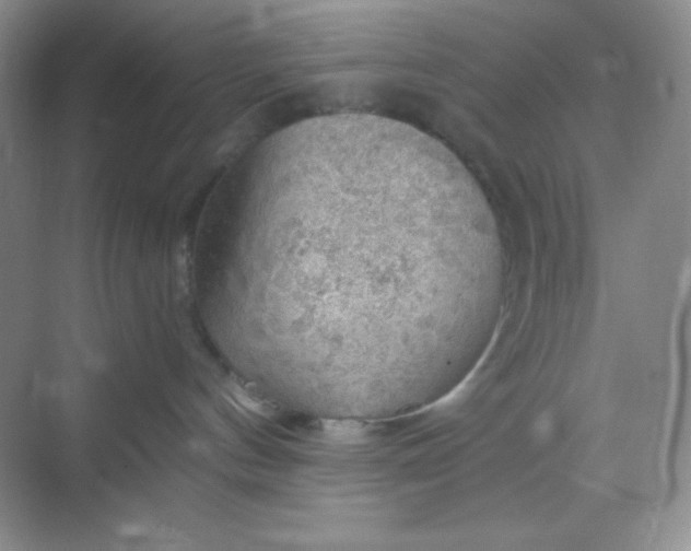 X0000068850144200605192001