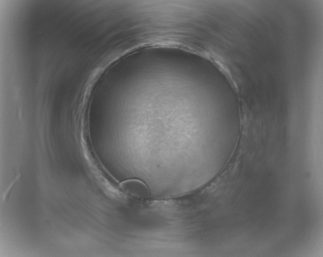 X0000068850145200605192000