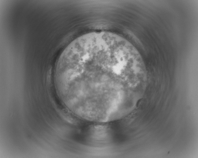 X0000068850163200605192000