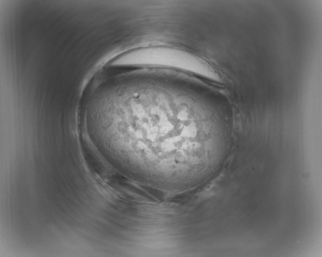 X0000068850244200605191958