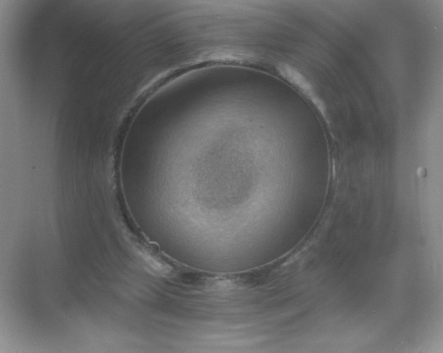 X0000068850249200605191959