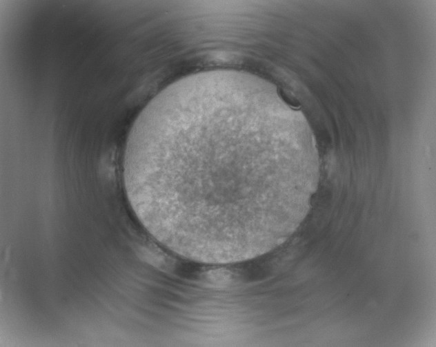 X0000068850423200605191956