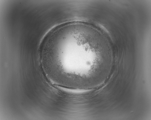 X0000068851310200605191941