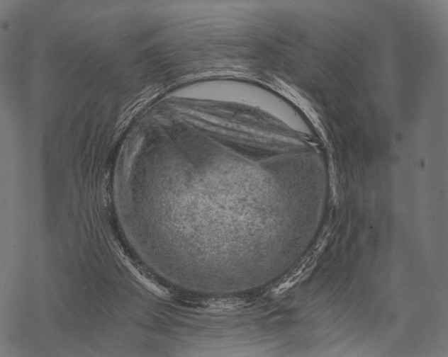 X0000068850105200605261715