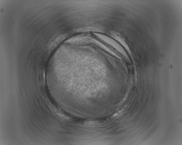 X0000068850109200605261715