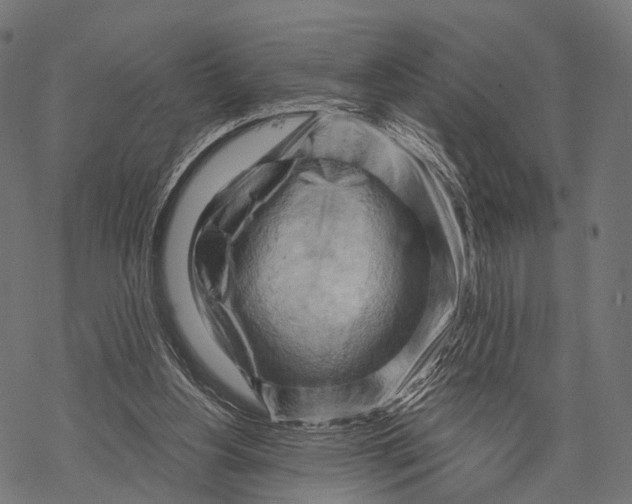 X0000068850156200605261714