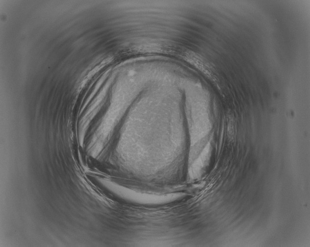 X0000068850390200605261711