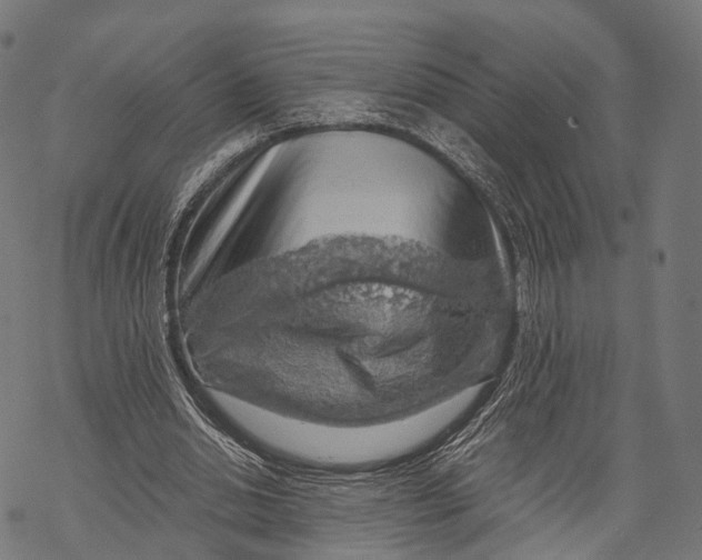 X0000068850438200605261709
