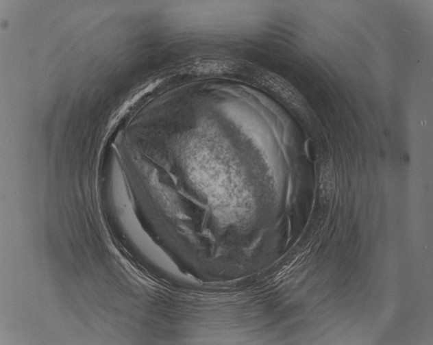 X0000068850722200605261704