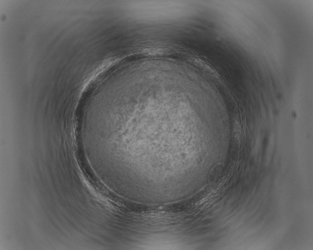 X0000068850730200605261705