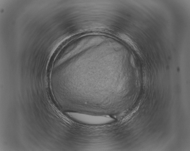 X0000068850924200605261702