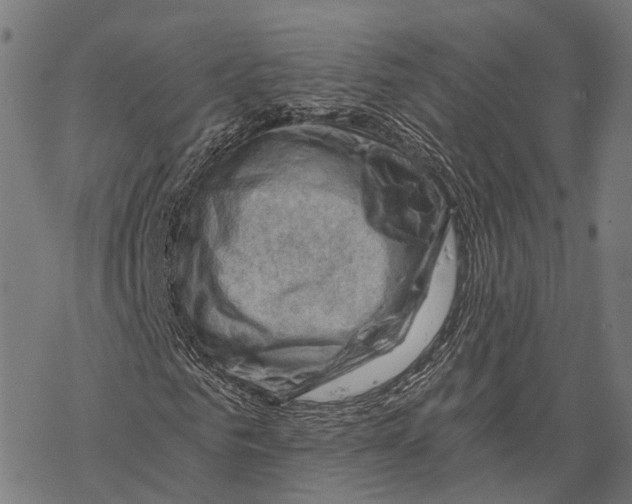 X0000068850961200605261701