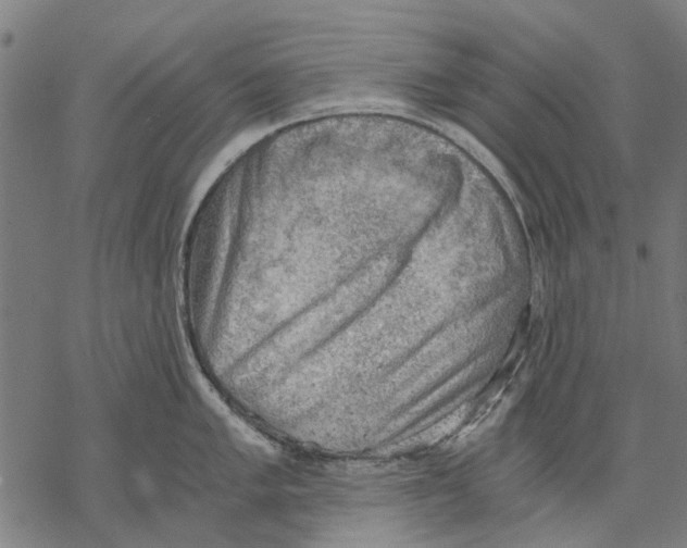 X0000068851005200605261701