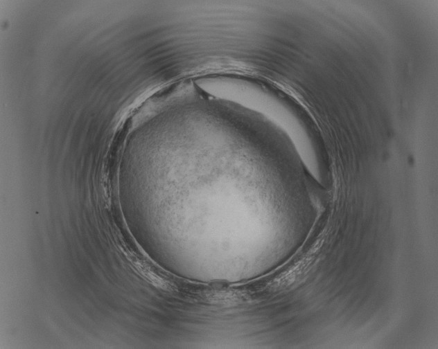 X0000068851018200605261700