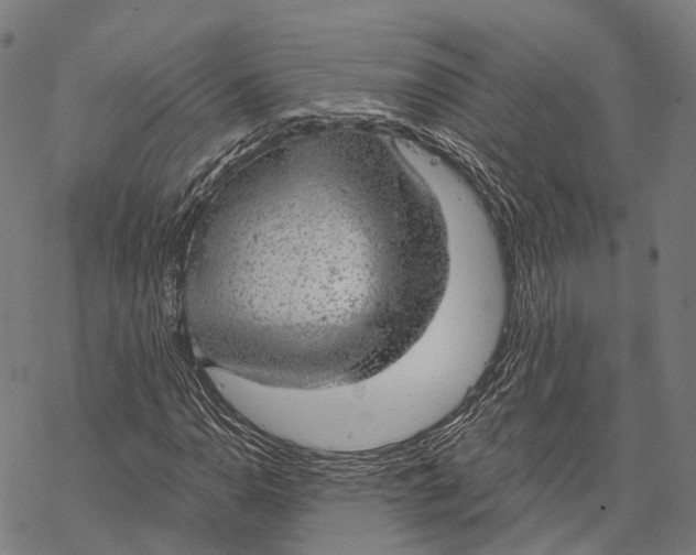 X0000068851110200605261658