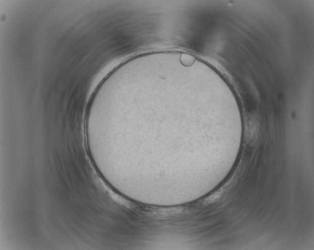 X0000068851294200605261656